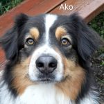 Ako