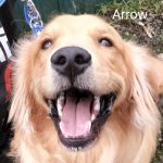 Arrow