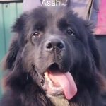 Asahi
