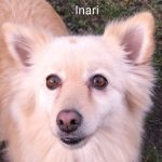 Inari