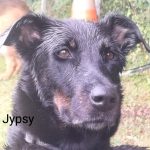 Jipsy - Beauceron