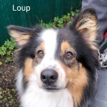 Loup