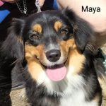 Maya - Berger Américain Miniature