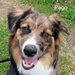 Pago - Berger Australien X Border Collie
