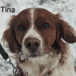 Tina- Epagneul Breton