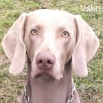 Usko