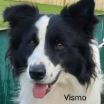Vismo